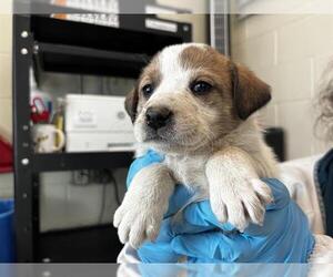 Labrenees Dogs for adoption in Pueblo, CO, USA