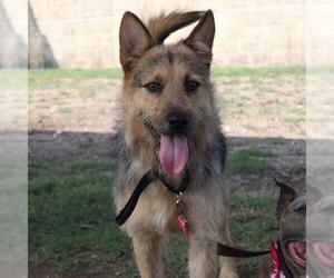 Airedale Terrier-Unknown Mix Dogs for adoption in San Antonio, TX, USA