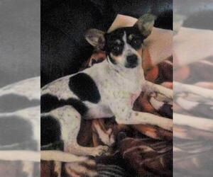Rat Terrier Dogs for adoption in Arlington, WA, USA