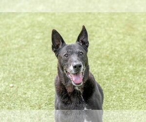 Mutt Dogs for adoption in Hilton Head, SC, USA
