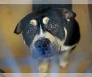 Rottweiler-American Pit Bull Terrier Dogs for adoption in Martinez, CA, USA