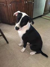 American Pit Bull Terrier-Collie Mix Dogs for adoption in Saint Paul, MN, USA