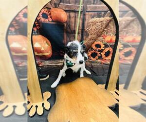 Australian Shepherd Dogs for adoption in Globe, AZ, USA