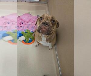 Bulldog-Dogue de Bordeaux Mix Dogs for adoption in London, Ontario, Canada