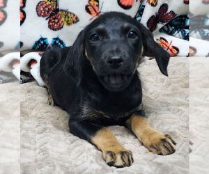 Labrador Retriever-Spaniel Mix Dogs for adoption in Wetumpka, AL, USA