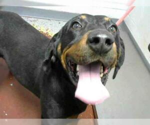 Black and Tan Coonhound Dogs for adoption in Atlanta, GA, USA