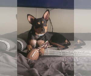 Australian Kelpie-Unknown Mix Dogs for adoption in The Woodlands, TX, USA