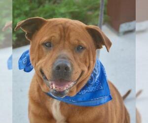 Chinese Shar-Pei Dogs for adoption in Riverwoods, IL, USA
