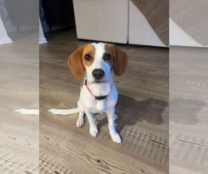 Beagle-Unknown Mix Dogs for adoption in Greenville, SC, USA