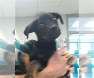 German Shepherd Dog Dogs for adoption in Oklahoma City, OK, USA