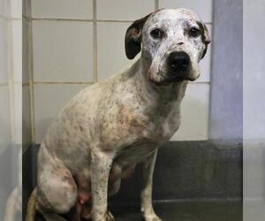 American Staffordshire Terrier-Unknown Mix Dogs for adoption in San Antonio, TX, USA