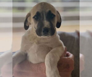 Labrador Retriever-Unknown Mix Dogs for adoption in Dana Point, CA, USA