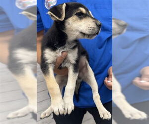 Siberian Husky-Unknown Mix Dogs for adoption in San Bernardino, CA, USA