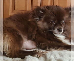Pomeranian-Unknown Mix Dogs for adoption in Dana Point, CA, USA