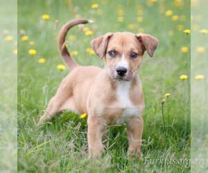 German Shepherd Dog Dogs for adoption in Cumming, GA, USA