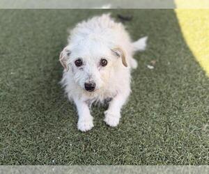 Maltese Dogs for adoption in Chula Vista, CA, USA