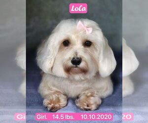Havamalt Dogs for adoption in West Hollywood, CA, USA
