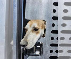 American Staffordshire Terrier-Unknown Mix Dogs for adoption in San Antonio, TX, USA