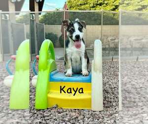 Jack Russell Terrier-Unknown Mix Dogs for adoption in Cave Creek, AZ, USA