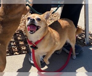 Chiranian Dogs for adoption in Santa Cruz, CA, USA