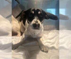 Rat Terrier Dogs for adoption in Newton, NC, USA