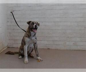 American Pit Bull Terrier-Siberian Husky Mix Dogs for adoption in San Bernardino, CA, USA