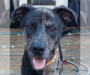 Catahoula Leopard Dog-Unknown Mix Dogs for adoption in Boston, MA, USA