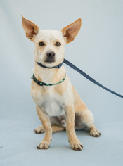 Medium Photo #1 Chihuahua-Unknown Mix Puppy For Sale in Alpharetta, GA, USA