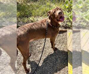 Mutt Dogs for adoption in Peoria, IL, USA