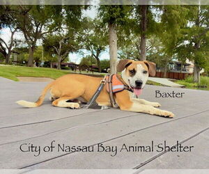 Beagle-English Coonhound Mix Dogs for adoption in Nassau bay, TX, USA