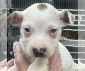 Labrador Retriever-Unknown Mix Dogs for adoption in Washington, DC, USA