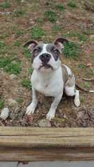 American Pit Bull Terrier Dogs for adoption in Durham, NC, USA