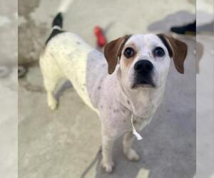Beagle Dogs for adoption in Roanoke, VA, USA