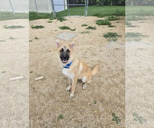 Mutt Dogs for adoption in Maquoketa, IA, USA