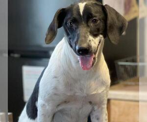 Lab-Pointer Dogs for adoption in Redmond, WA, USA