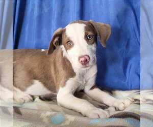 Labrador Retriever-Unknown Mix Dogs for adoption in Minneapolis, MN, USA