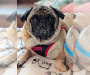 Pug Dogs for adoption in Indianapolis, IN, USA