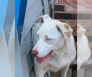 Boxador Dogs for adoption in Harrison, AR, USA