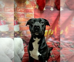 Bullboxer Pit Dogs for adoption in Harrisville, WV, USA
