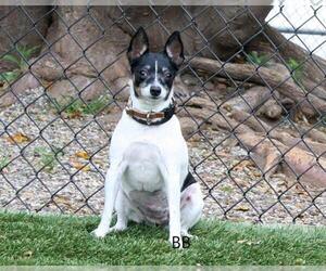 Rat Terrier Dogs for adoption in Santa Barbara, CA, USA