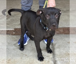 Labrador Retriever-Unknown Mix Dogs for adoption in Washington, DC, USA