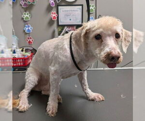 Poodle (Miniature)-Unknown Mix Dogs for adoption in Las Vegas, NV, USA