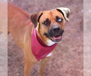 Boxer-Unknown Mix Dogs for adoption in San Antonio, TX, USA