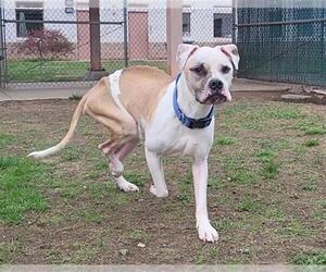 Boxer-Unknown Mix Dogs for adoption in Springfield, MA, USA
