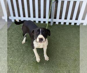 American Pit Bull Terrier Dogs for adoption in Modesto, CA, USA