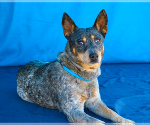 Mutt Dogs for adoption in Pasadena, CA, USA