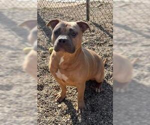 Staffordshire Bull Terrier Dogs for adoption in Peoria, IL, USA