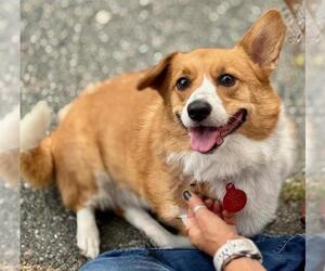 Pembroke Welsh Corgi Dogs for adoption in Boston, MA, USA