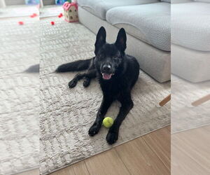German Shepherd Dog-Unknown Mix Dogs for adoption in Brooklyn, NY, USA