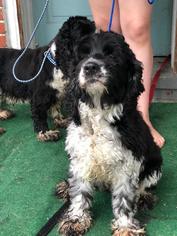 Cocker Spaniel Dogs for adoption in Lancaster, PA, USA